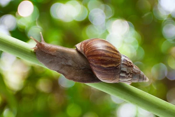 Export of Snails in Turkey Sees a Substantial Growth, Reaching $7.4M by 2023